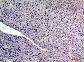 FGF-2 rabbit pAb Antibody