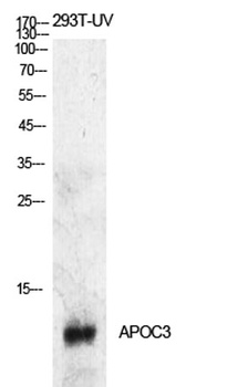 ApoC-III antibody