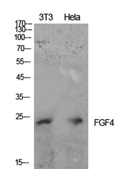 FGF-4 rabbit pAb