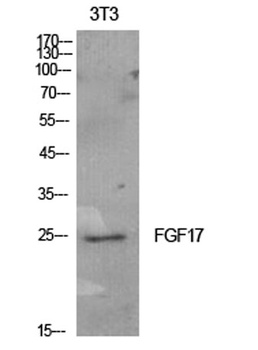 FGF-17 antibody