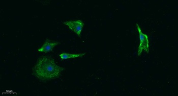 AChRα1 rabbit pAb
