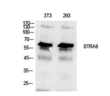 Stra8 antibody