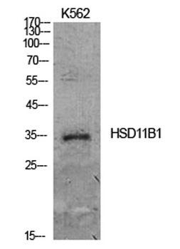 11 beta-HSD1 antibody