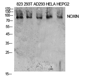 NOXIN rabbit pAb