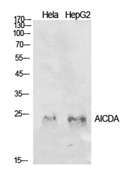 AID antibody