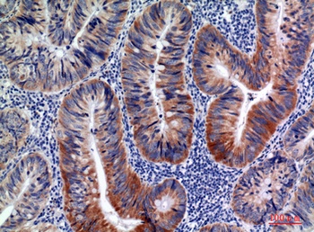AID rabbit pAb Antibody