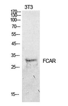 CD89 antibody