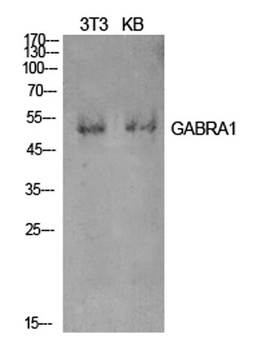GABAA R alpha 1 antibody