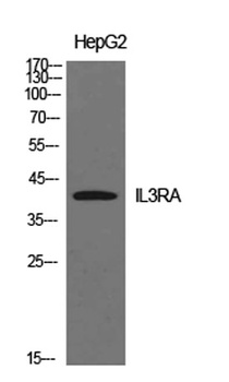 IL-3Rα rabbit pAb