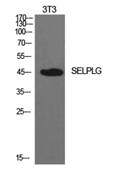 PSGL-1 antibody