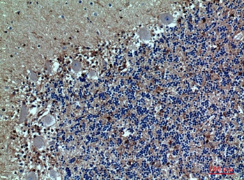 PSGL-1 rabbit pAb Antibody