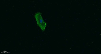 Talin-1 antibody