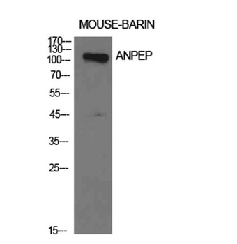 CD13 antibody