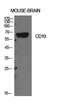 CD19 antibody