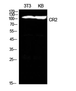 CD21 antibody