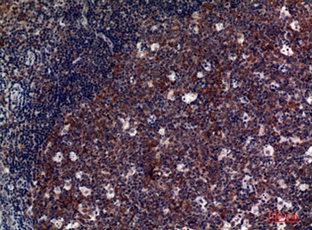 CD42d rabbit pAb Antibody