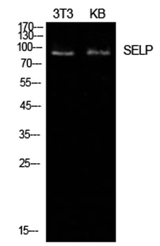 CD62P antibody