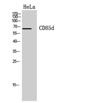 CD85d antibody