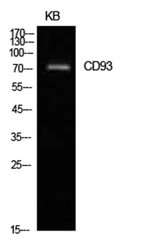 CD93 antibody