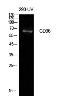 CD96 rabbit pAb Antibody