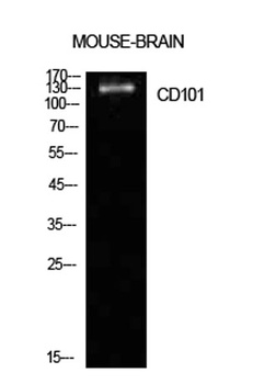 CD101 antibody