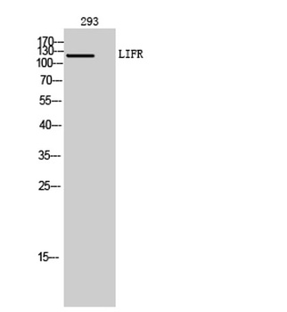 LIFR rabbit pAb