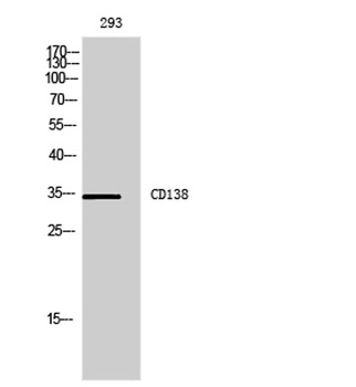 Syndecan 1 antibody