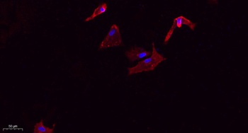 VE-Cadherin rabbit pAb