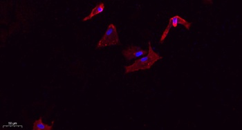 Cadherin 5 antibody