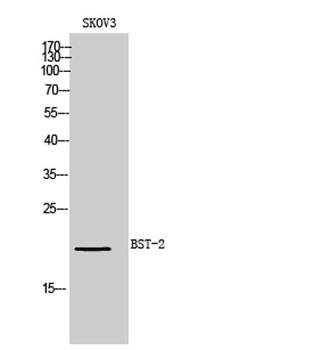 BST-2 rabbit pAb Antibody
