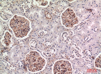 BST-2 rabbit pAb Antibody