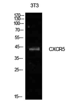 Blr1 antibody