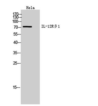 IL-12Rβ1 rabbit pAb