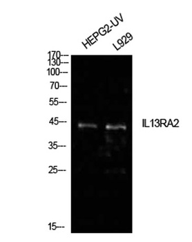 IL-13Rα2 rabbit pAb