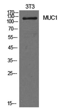 Mucin 1 antibody