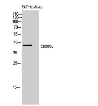 CD300c rabbit pAb Antibody