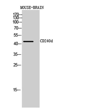 CD240d rabbit pAb Antibody