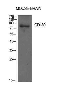 CD180 antibody