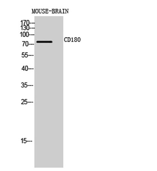 CD180 rabbit pAb Antibody