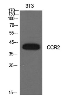 CD192 antibody