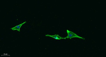 CD315 antibody