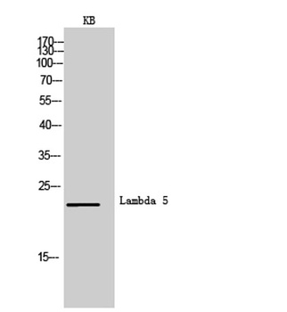 Lambda 5 antibody