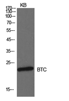 Probetacellulin antibody