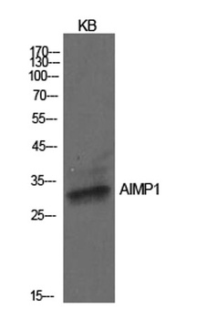 EMAP II antibody