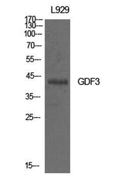GDF-3 antibody