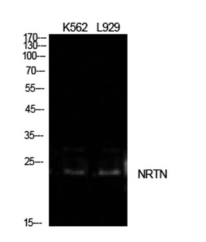 NTN antibody