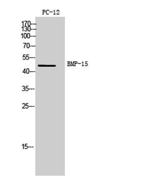 BMP-15 antibody