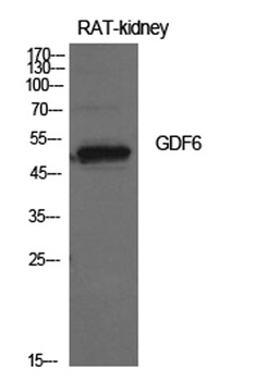 GDF-6 antibody