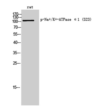 Na+/K+-ATPase alpha1 (phospho-Ser23) antibody