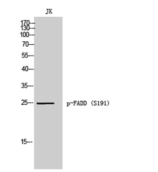 FADD (phospho Ser191) rabbit pAb
